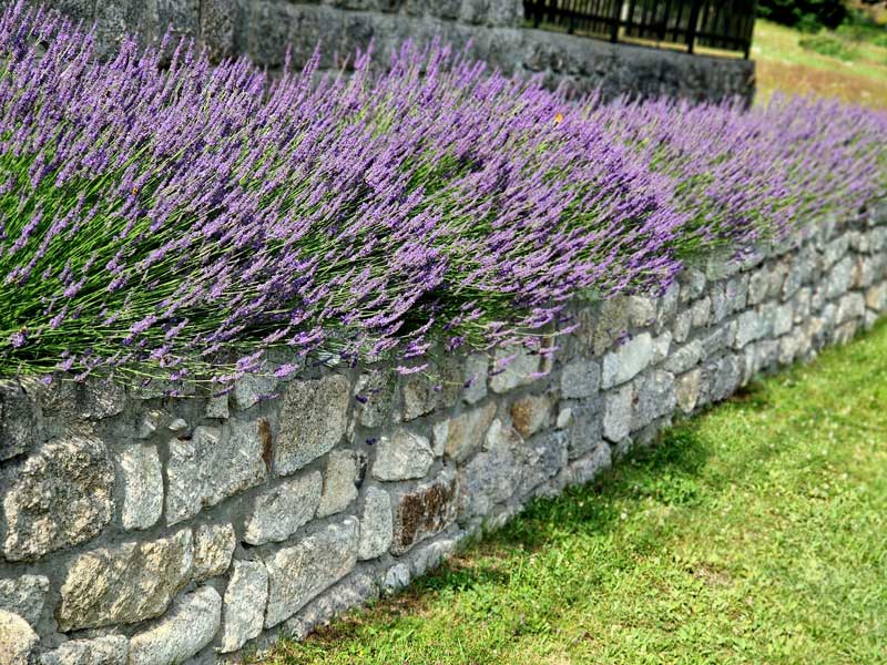 low stone walls garden edging walls